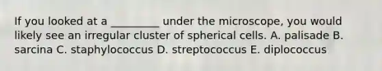 If you looked at a _________ under the microscope, you would likely see an irregular cluster of spherical cells. A. palisade B. sarcina C. staphylococcus D. streptococcus E. diplococcus