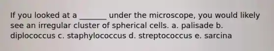 If you looked at a _______ under the microscope, you would likely see an irregular cluster of spherical cells. a. palisade b. diplococcus c. staphylococcus d. streptococcus e. sarcina