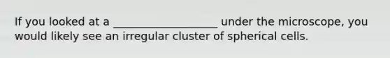 If you looked at a ___________________ under the microscope, you would likely see an irregular cluster of spherical cells.