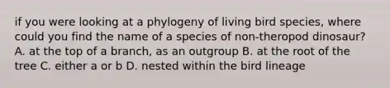 if you were looking at a phylogeny of living bird species, where could you find the name of a species of non-theropod dinosaur? A. at the top of a branch, as an outgroup B. at the root of the tree C. either a or b D. nested within the bird lineage