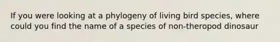 If you were looking at a phylogeny of living bird species, where could you find the name of a species of non-theropod dinosaur