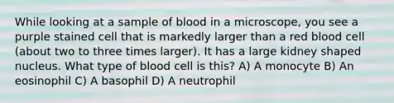 While looking at a sample of blood in a microscope, you see a purple stained cell that is markedly larger than a red blood cell (about two to three times larger). It has a large kidney shaped nucleus. What type of blood cell is this? A) A monocyte B) An eosinophil C) A basophil D) A neutrophil