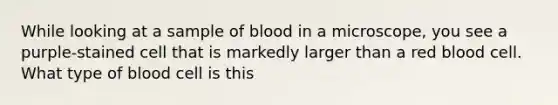 While looking at a sample of blood in a microscope, you see a purple-stained cell that is markedly larger than a red blood cell. What type of blood cell is this