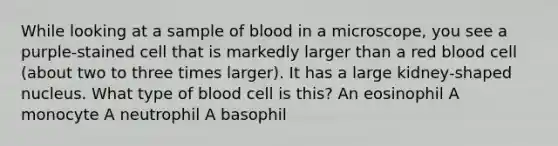 While looking at a sample of blood in a microscope, you see a purple-stained cell that is markedly larger than a red blood cell (about two to three times larger). It has a large kidney-shaped nucleus. What type of blood cell is this? An eosinophil A monocyte A neutrophil A basophil