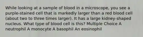 While looking at a sample of blood in a microscope, you see a purple-stained cell that is markedly larger than a red blood cell (about two to three times larger). It has a large kidney-shaped nucleus. What type of blood cell is this? Multiple Choice A neutrophil A monocyte A basophil An eosinophil