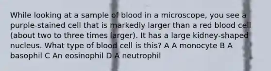 While looking at a sample of blood in a microscope, you see a purple-stained cell that is markedly larger than a red blood cell (about two to three times larger). It has a large kidney-shaped nucleus. What type of blood cell is this? A A monocyte B A basophil C An eosinophil D A neutrophil