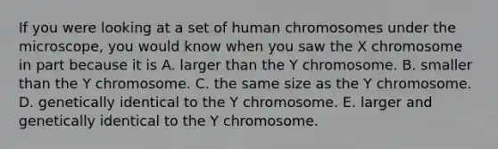 If you were looking at a set of human chromosomes under the microscope, you would know when you saw the X chromosome in part because it is A. larger than the Y chromosome. B. smaller than the Y chromosome. C. the same size as the Y chromosome. D. genetically identical to the Y chromosome. E. larger and genetically identical to the Y chromosome.