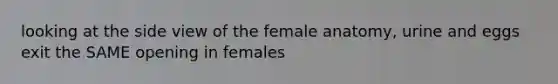 looking at the side view of the female anatomy, urine and eggs exit the SAME opening in females