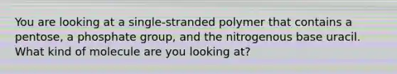 You are looking at a single-stranded polymer that contains a pentose, a phosphate group, and the nitrogenous base uracil. What kind of molecule are you looking at?