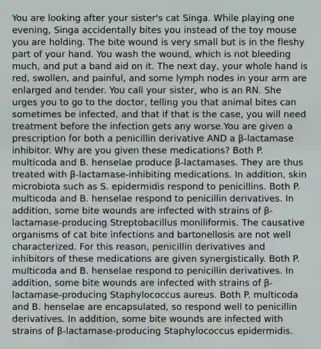 You are looking after your sister's cat Singa. While playing one evening, Singa accidentally bites you instead of the toy mouse you are holding. The bite wound is very small but is in the fleshy part of your hand. You wash the wound, which is not bleeding much, and put a band aid on it. The next day, your whole hand is red, swollen, and painful, and some lymph nodes in your arm are enlarged and tender. You call your sister, who is an RN. She urges you to go to the doctor, telling you that animal bites can sometimes be infected, and that if that is the case, you will need treatment before the infection gets any worse.You are given a prescription for both a penicillin derivative AND a β-lactamase inhibitor. Why are you given these medications? Both P. multicoda and B. henselae produce β-lactamases. They are thus treated with β-lactamase-inhibiting medications. In addition, skin microbiota such as S. epidermidis respond to penicillins. Both P. multicoda and B. henselae respond to penicillin derivatives. In addition, some bite wounds are infected with strains of β-lactamase-producing Streptobacillus moniliformis. The causative organisms of cat bite infections and bartonellosis are not well characterized. For this reason, penicillin derivatives and inhibitors of these medications are given synergistically. Both P. multicoda and B. henselae respond to penicillin derivatives. In addition, some bite wounds are infected with strains of β-lactamase-producing Staphylococcus aureus. Both P. multicoda and B. henselae are encapsulated, so respond well to penicillin derivatives. In addition, some bite wounds are infected with strains of β-lactamase-producing Staphylococcus epidermidis.