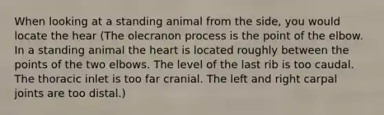 When looking at a standing animal from the side, you would locate the hear (The olecranon process is the point of the elbow. In a standing animal the heart is located roughly between the points of the two elbows. The level of the last rib is too caudal. The thoracic inlet is too far cranial. The left and right carpal joints are too distal.)