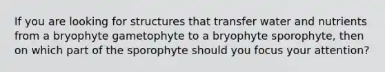 If you are looking for structures that transfer water and nutrients from a bryophyte gametophyte to a bryophyte sporophyte, then on which part of the sporophyte should you focus your attention?