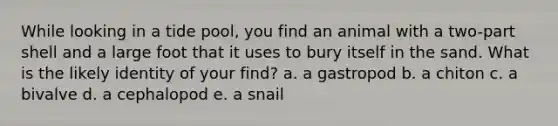 While looking in a tide pool, you find an animal with a two-part shell and a large foot that it uses to bury itself in the sand. What is the likely identity of your find? a. a gastropod b. a chiton c. a bivalve d. a cephalopod e. a snail