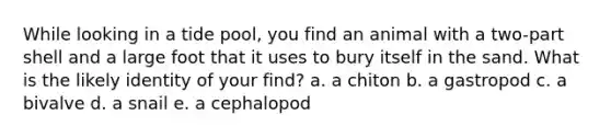 While looking in a tide pool, you find an animal with a two-part shell and a large foot that it uses to bury itself in the sand. What is the likely identity of your find? a. ​a chiton b. ​a gastropod c. ​a bivalve d. ​a snail e. ​a cephalopod