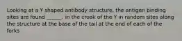 Looking at a Y shaped antibody structure, the antigen binding sites are found ______. in the crook of the Y in random sites along the structure at the base of the tail at the end of each of the forks