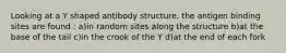 Looking at a Y shaped antibody structure, the antigen binding sites are found : a)in random sites along the structure b)at the base of the tail c)in the crook of the Y d)at the end of each fork