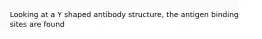 Looking at a Y shaped antibody structure, the antigen binding sites are found