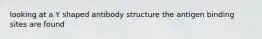 looking at a Y shaped antibody structure the antigen binding sites are found