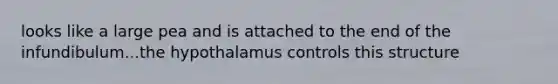 looks like a large pea and is attached to the end of the infundibulum...the hypothalamus controls this structure