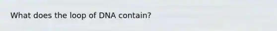 What does the loop of DNA contain?