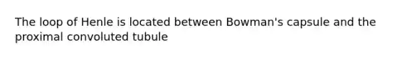The loop of Henle is located between Bowman's capsule and the proximal convoluted tubule