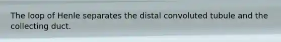 The loop of Henle separates the distal convoluted tubule and the collecting duct.