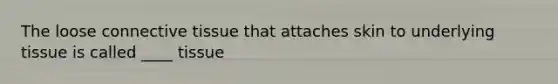 The loose connective tissue that attaches skin to underlying tissue is called ____ tissue