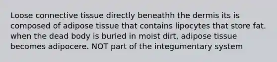 Loose <a href='https://www.questionai.com/knowledge/kYDr0DHyc8-connective-tissue' class='anchor-knowledge'>connective tissue</a> directly beneathh <a href='https://www.questionai.com/knowledge/kEsXbG6AwS-the-dermis' class='anchor-knowledge'>the dermis</a> its is composed of adipose tissue that contains lipocytes that store fat. when the dead body is buried in moist dirt, adipose tissue becomes adipocere. NOT part of the integumentary system