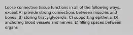 Loose connective tissue functions in all of the following ways, except A) provide strong connections between muscles and bones. B) storing triacylglycerols. C) supporting epithelia. D) anchoring blood vessels and nerves. E) filling spaces between organs