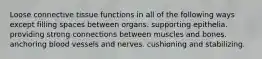 Loose connective tissue functions in all of the following ways except filling spaces between organs. supporting epithelia. providing strong connections between muscles and bones. anchoring blood vessels and nerves. cushioning and stabilizing.