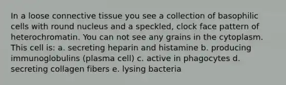 In a loose connective tissue you see a collection of basophilic cells with round nucleus and a speckled, clock face pattern of heterochromatin. You can not see any grains in the cytoplasm. This cell is: a. secreting heparin and histamine b. producing immunoglobulins (plasma cell) c. active in phagocytes d. secreting collagen fibers e. lysing bacteria