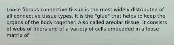 Loose fibrous connective tissue is the most widely distributed of all connective tissue types. It is the "glue" that helps to keep the organs of the body together. Also called areolar tissue, it consists of webs of fibers and of a variety of cells embedded in a loose matrix of