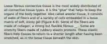 Loose fibrous connective tissue is the most widely distributed of all connective tissue types. It is the "glue" that helps to keep the organs of the body together. Also called areolar tissue, it consists of webs of fibers and of a variety of cells embedded in a loose matrix of soft, sticky gel (Figure 4-9). Some of the fibers are made of collagen, a strong but flexible fibrous __ . Some are stretchy fibers made of rubbery elastin proteins. These elastic fibers help tissues to return to a shorter length after having been stretched, as in the loose tissue beneath the skin.