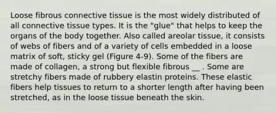 Loose fibrous connective tissue is the most widely distributed of all connective tissue types. It is the "glue" that helps to keep the organs of the body together. Also called areolar tissue, it consists of webs of fibers and of a variety of cells embedded in a loose matrix of soft, sticky gel (Figure 4-9). Some of the fibers are made of collagen, a strong but flexible fibrous __ . Some are stretchy fibers made of rubbery elastin proteins. These elastic fibers help tissues to return to a shorter length after having been stretched, as in the loose tissue beneath the skin.