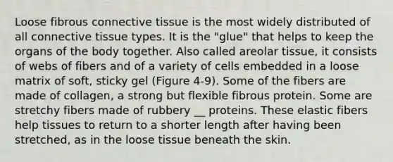 Loose fibrous connective tissue is the most widely distributed of all connective tissue types. It is the "glue" that helps to keep the organs of the body together. Also called areolar tissue, it consists of webs of fibers and of a variety of cells embedded in a loose matrix of soft, sticky gel (Figure 4-9). Some of the fibers are made of collagen, a strong but flexible fibrous protein. Some are stretchy fibers made of rubbery __ proteins. These elastic fibers help tissues to return to a shorter length after having been stretched, as in the loose tissue beneath the skin.