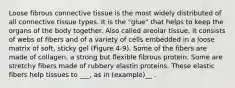 Loose fibrous connective tissue is the most widely distributed of all connective tissue types. It is the "glue" that helps to keep the organs of the body together. Also called areolar tissue, it consists of webs of fibers and of a variety of cells embedded in a loose matrix of soft, sticky gel (Figure 4-9). Some of the fibers are made of collagen, a strong but flexible fibrous protein. Some are stretchy fibers made of rubbery elastin proteins. These elastic fibers help tissues to ___, as in (example)__ .