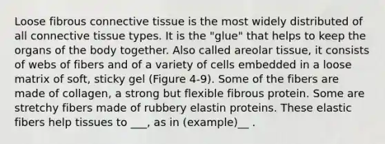 Loose fibrous connective tissue is the most widely distributed of all connective tissue types. It is the "glue" that helps to keep the organs of the body together. Also called areolar tissue, it consists of webs of fibers and of a variety of cells embedded in a loose matrix of soft, sticky gel (Figure 4-9). Some of the fibers are made of collagen, a strong but flexible fibrous protein. Some are stretchy fibers made of rubbery elastin proteins. These elastic fibers help tissues to ___, as in (example)__ .