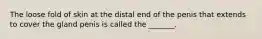 The loose fold of skin at the distal end of the penis that extends to cover the gland penis is called the _______.