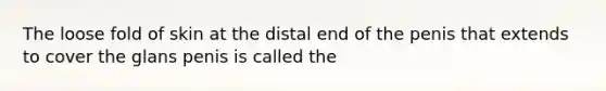 The loose fold of skin at the distal end of the penis that extends to cover the glans penis is called the