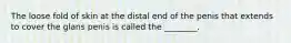 The loose fold of skin at the distal end of the penis that extends to cover the glans penis is called the ________.