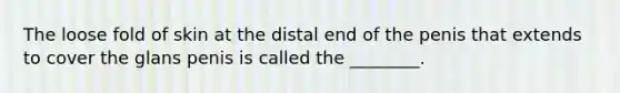 The loose fold of skin at the distal end of the penis that extends to cover the glans penis is called the ________.