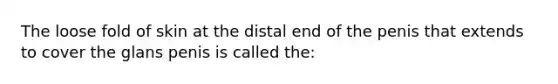 The loose fold of skin at the distal end of the penis that extends to cover the glans penis is called the: