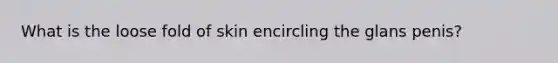 What is the loose fold of skin encircling the glans penis?
