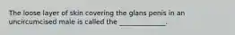 The loose layer of skin covering the glans penis in an uncircumcised male is called the ______________.