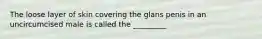 The loose layer of skin covering the glans penis in an uncircumcised male is called the _________