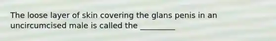 The loose layer of skin covering the glans penis in an uncircumcised male is called the _________