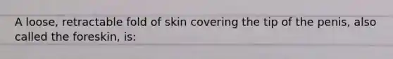 A loose, retractable fold of skin covering the tip of the penis, also called the foreskin, is: