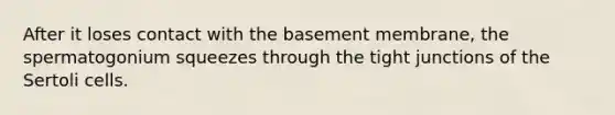 After it loses contact with the basement membrane, the spermatogonium squeezes through the tight junctions of the Sertoli cells.