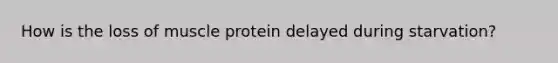 How is the loss of muscle protein delayed during starvation?