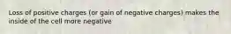 Loss of positive charges (or gain of negative charges) makes the inside of the cell more negative